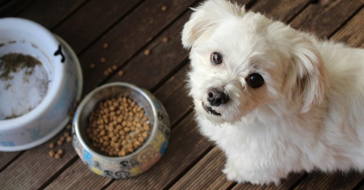 A white dog looks up while sitting in front of a food dish