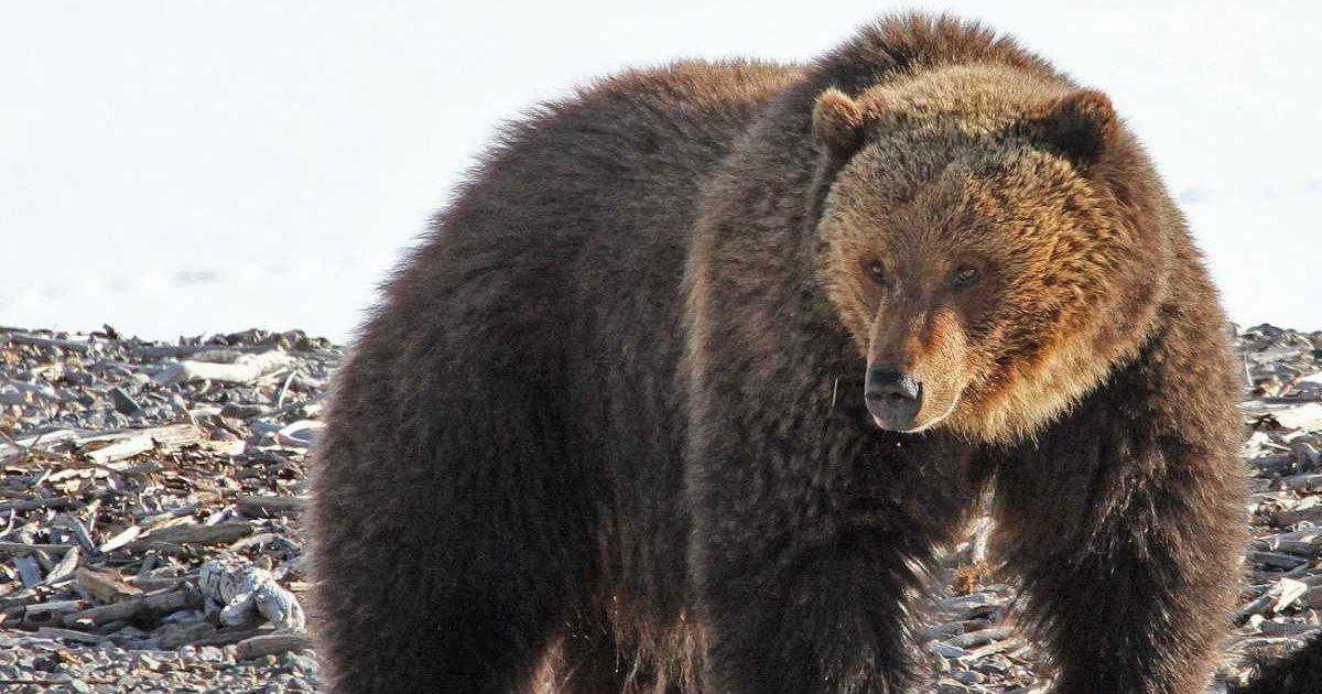Bears wake up hungry. Winter kill like bison carcass is an easy food source. (Cover Image Source: NPS / Jim Peaco)