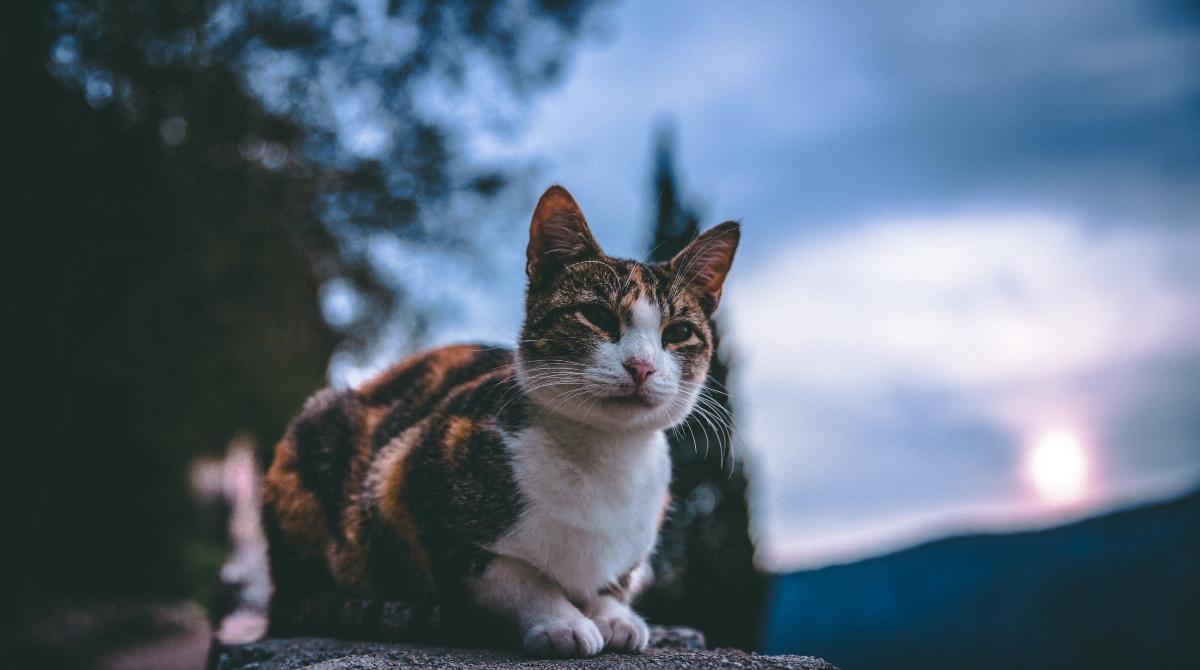 are-cats-really-nocturnal-you-might-be-surprised