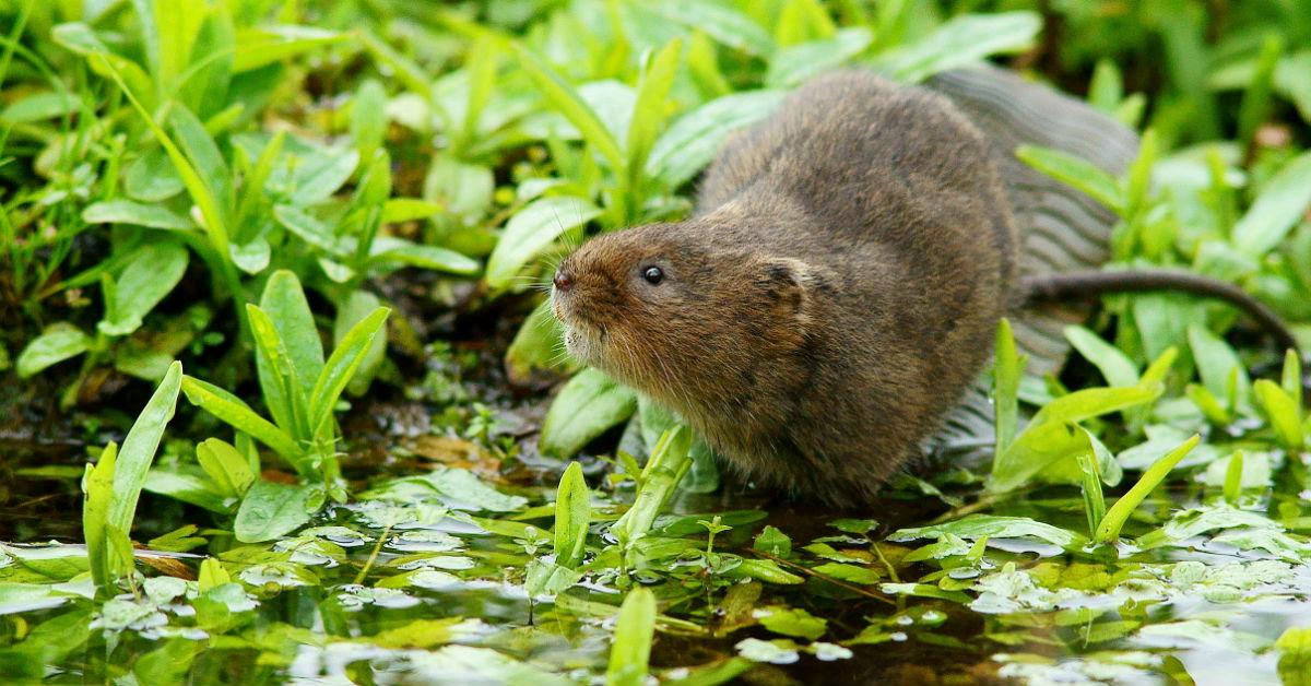 watervole