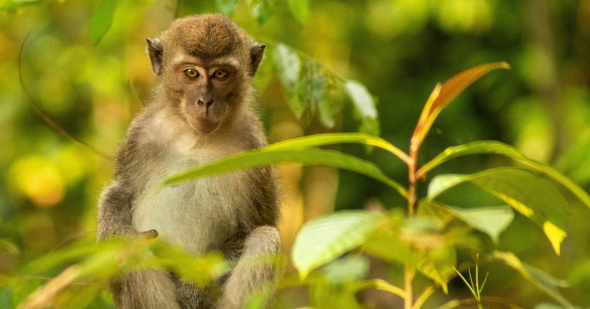 A macaque monkey, like the kind used at the lab, sits partially hidden behind some leaves