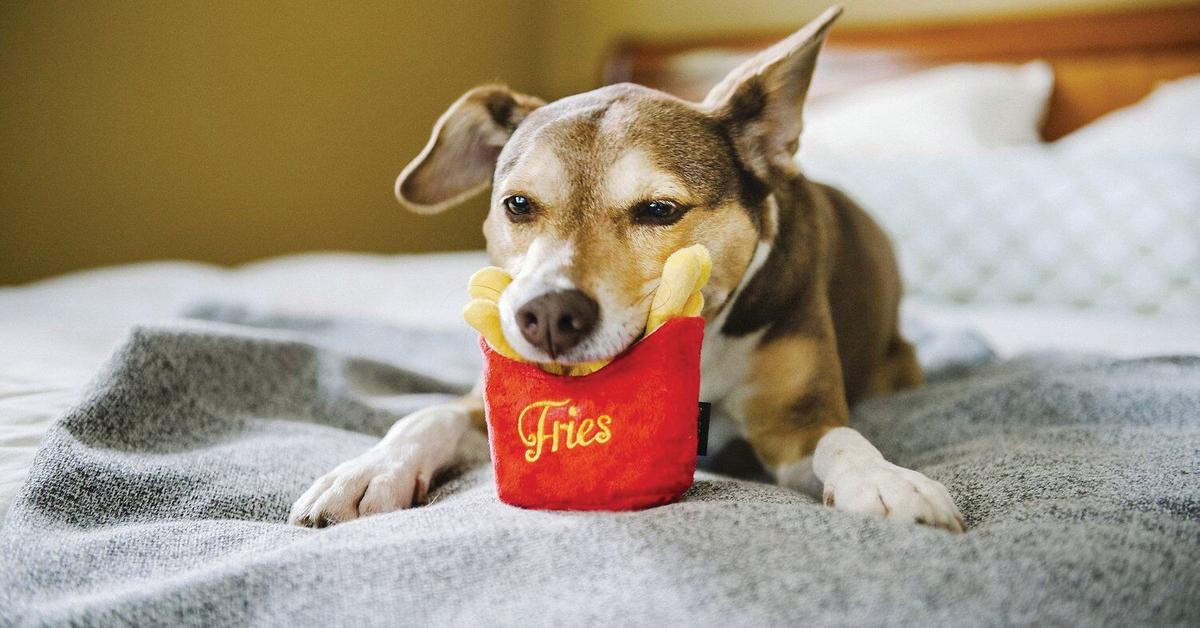 https://media.greenmatters.com/brand-img/1QU7cJ/1200x628/P.L.A.Y.PetLifestyleandYouAmericanClassicFoodFrenchFriesDogToy-WithDog_preview-1528296666222.jpeg