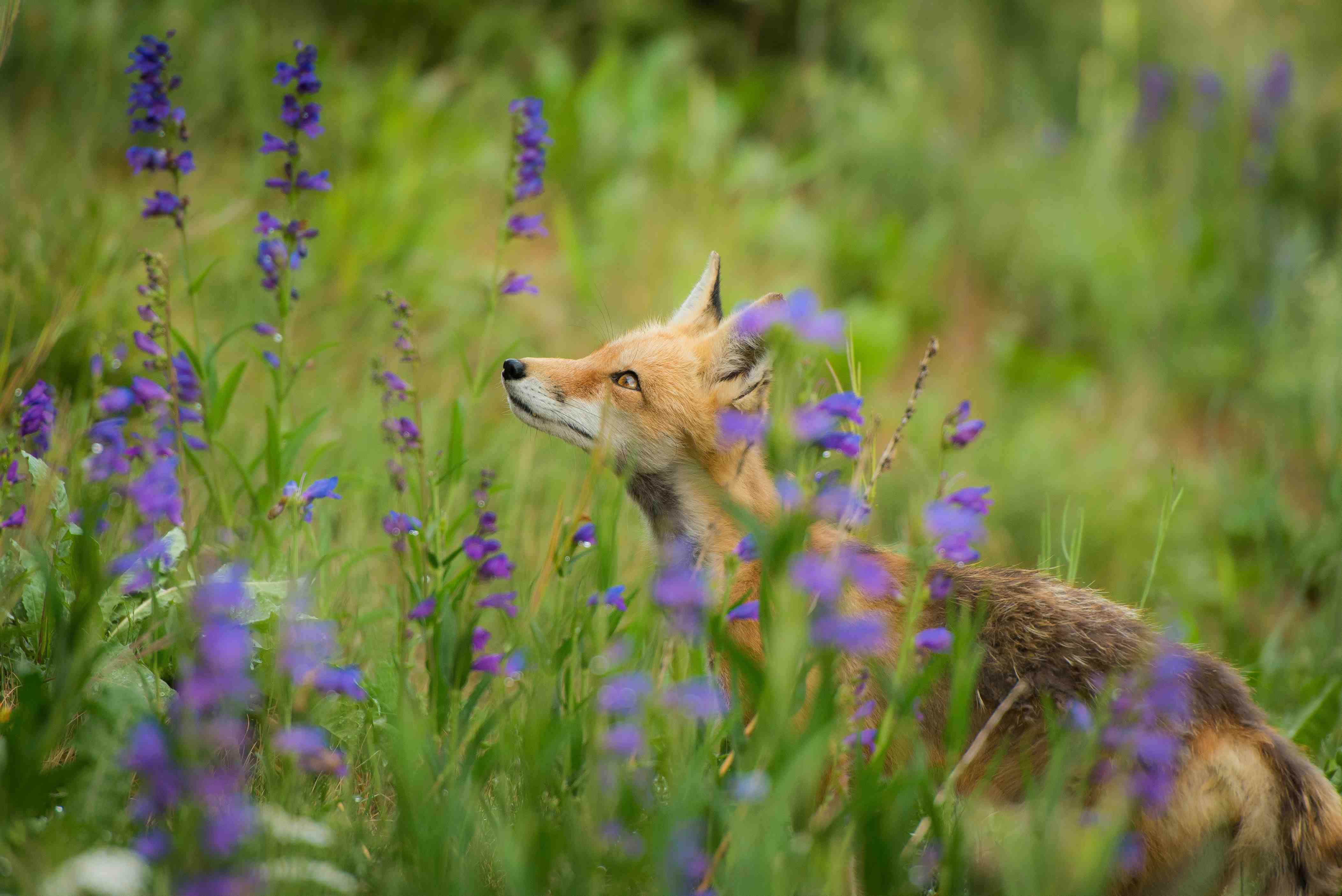 A red fox is pictured standing in a field of green plants with purple flowers.