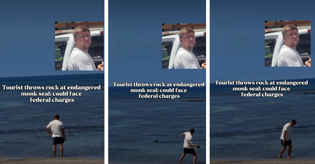 A Tourist Is Facing Federal Charges After Throwing a Rock at a Hawaiian Monk Seal