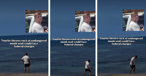 Video footage shows a tourist throwing a rock at a seal in the water