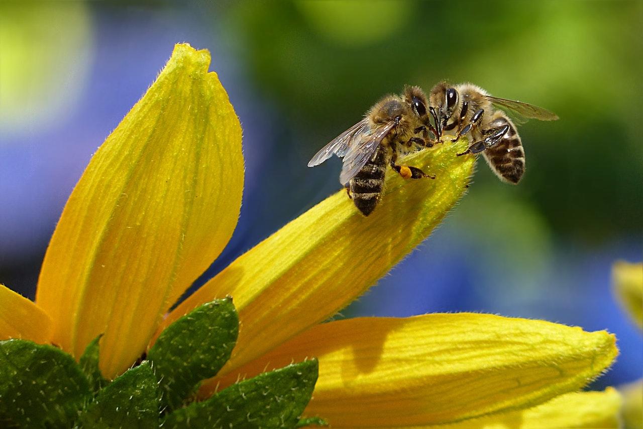 bee honey bee apis insect