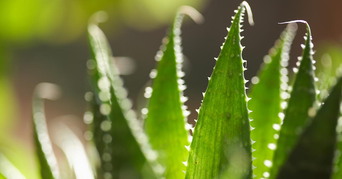 Aloe vera leaves