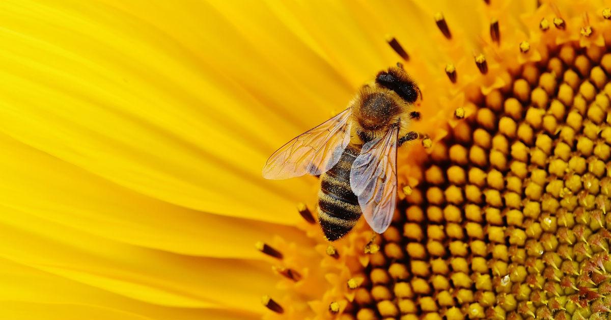 bee on sunflower