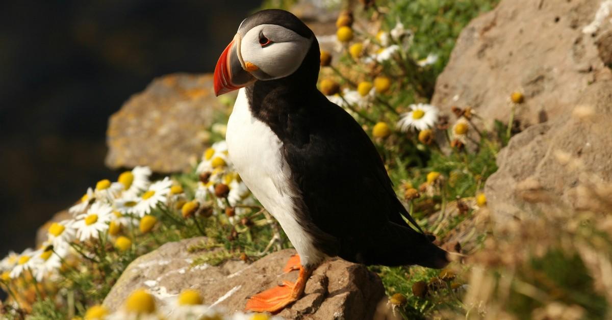 A baby puffin sits on a rock amongst some flowers