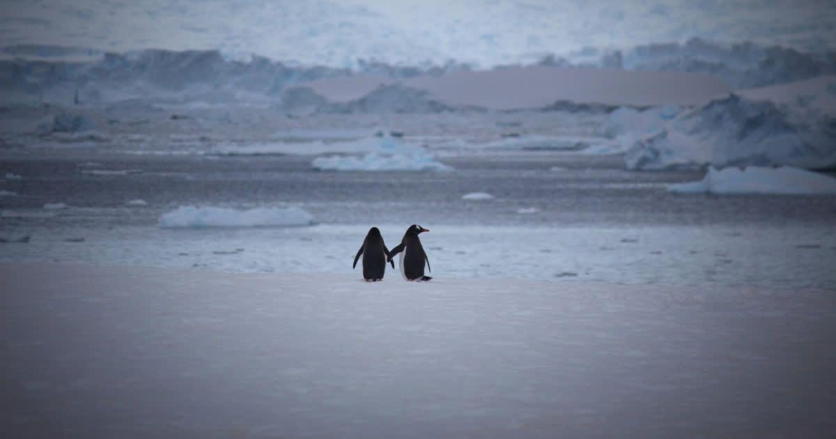 Two penguins holding hands. (Representative Cover Image Source: Pexels | DSD)