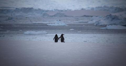 Two penguins holding hands. (Representative Cover Image Source: Pexels | DSD)
