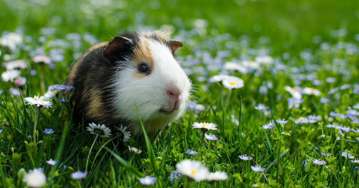 california-s-cruelty-free-cosmetics-act-goes-into-effect