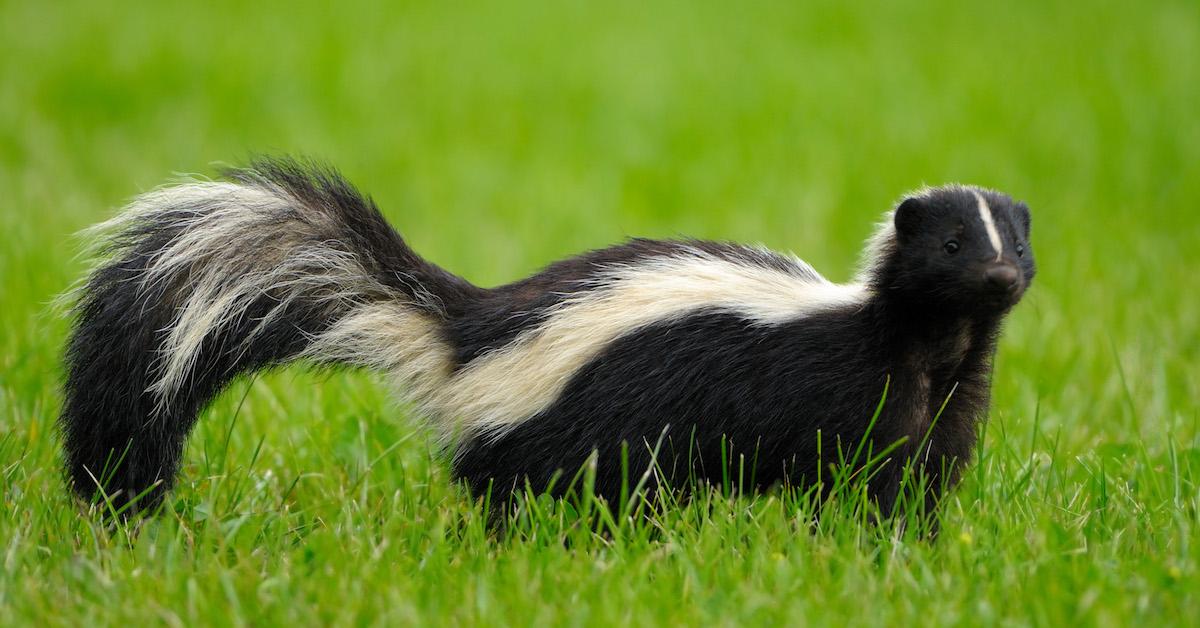 dog shampoo to get rid of skunk smell