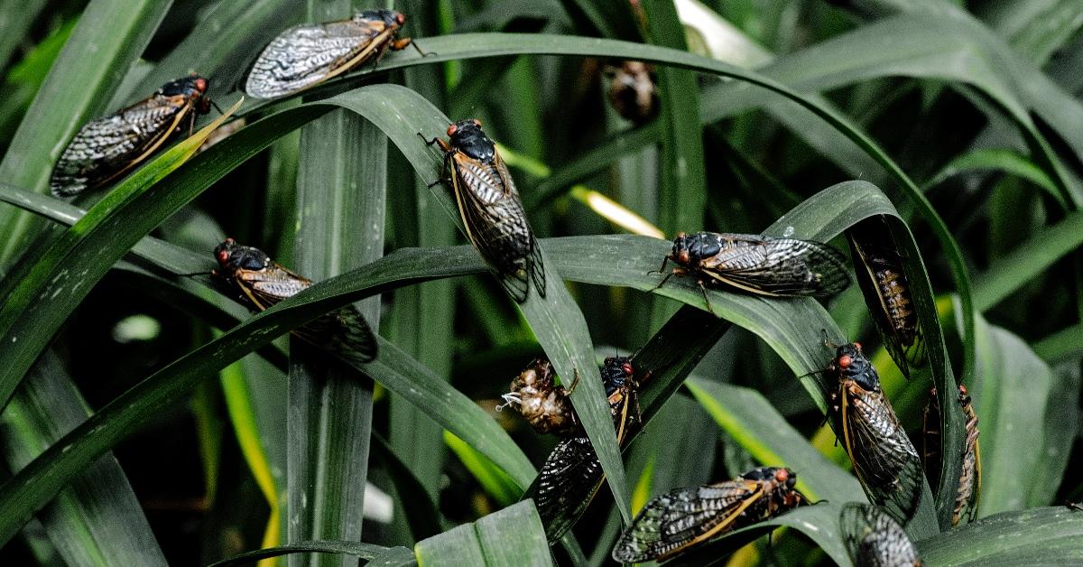 Billions of Cicadas Will Emerge in 2024 — Details Here