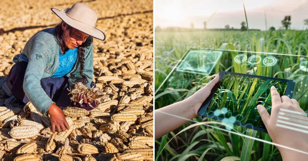 (L) Peruvian woman drying corn on the cob (R) Farm Worker Using Virtual Reality AI to Analyze Plant Disease in Sugarcane Fields. (Cover Image Source: Getty Image | (L) hadynyah | (R) KDP)