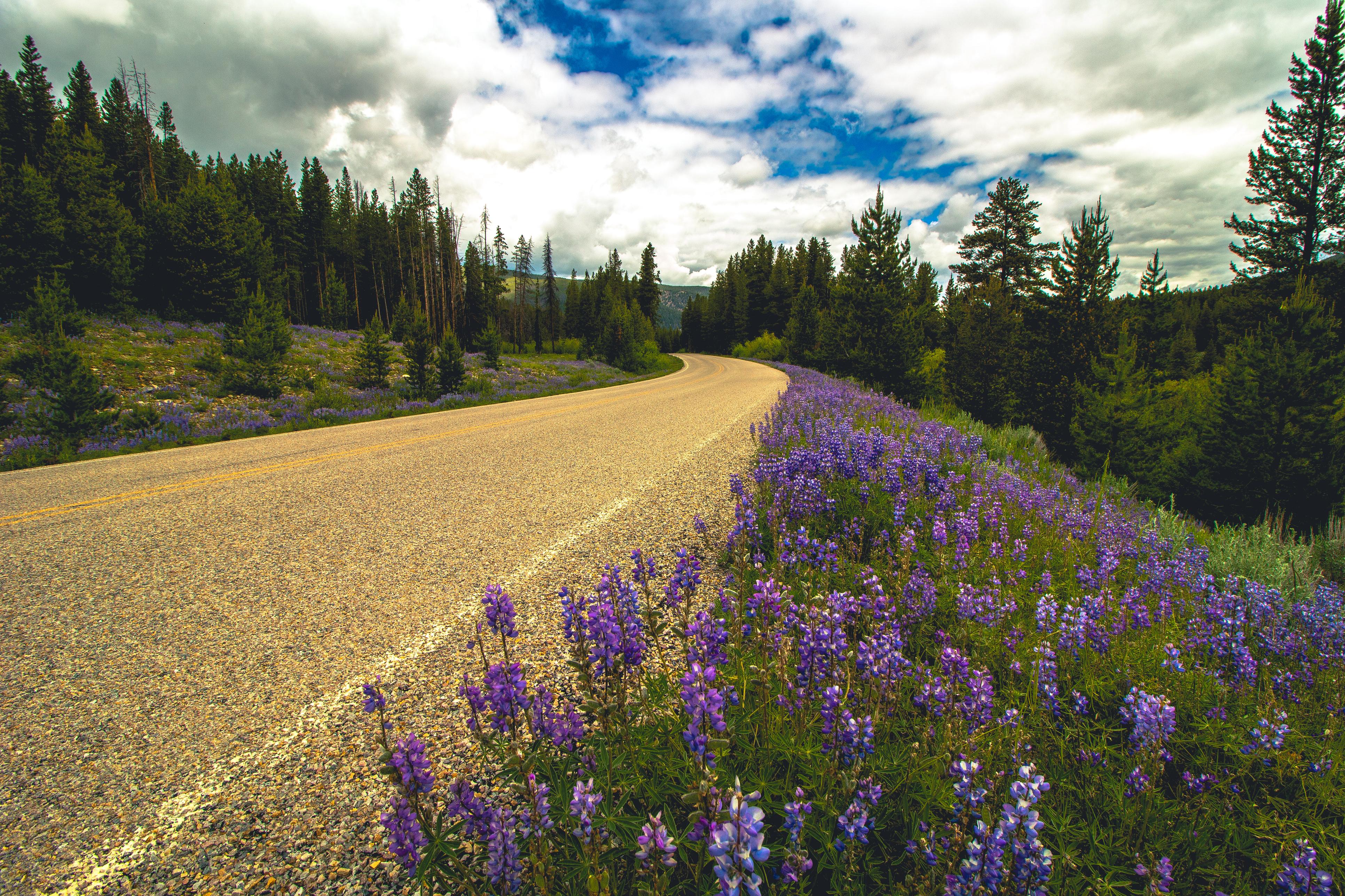 wildflowerroad