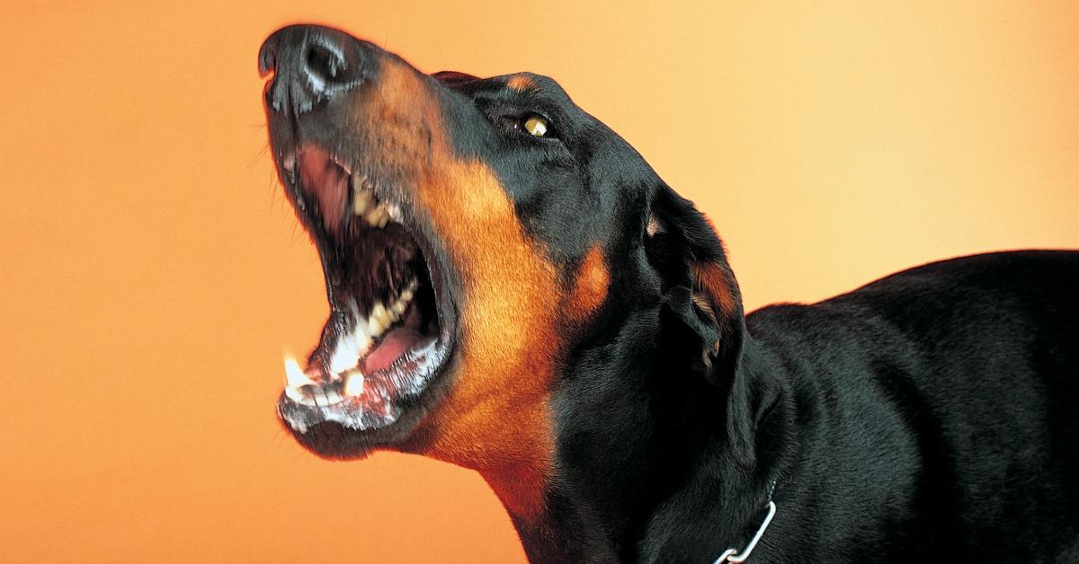 An aggressive Doberman barking. 