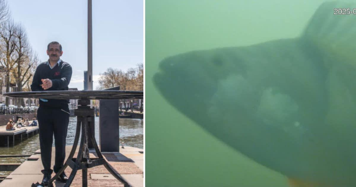 (L) Lockkeeper listens to the rings of Fish Doorbell and opens the lock for the waiting fish, (R) Glimpse of a curious fish appears from the murky green waters in a livestream (Cover Image Source: Visdeurbel, The Fish Doorbell)