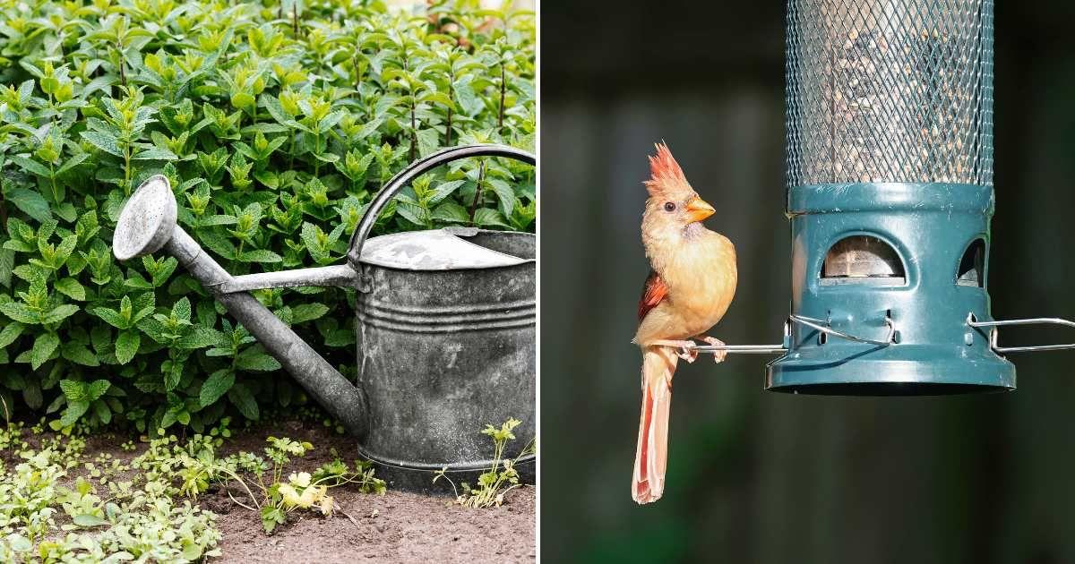 (L) A dense bush in the garden with a watering can nearby. (R) A little bird sitting on a bird feeder. (Representative Cover Image Source: Pexels | (L) Kaboompics.com, (R) David Kanigan)