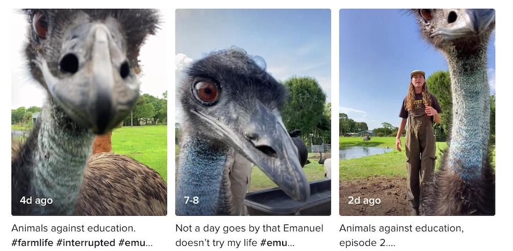 Emus on Knuckle Bump Farms