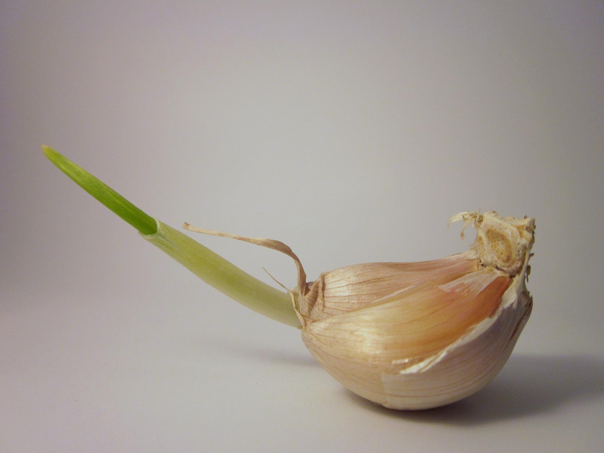 Curious About Garlic? Here Are The Health Benefits To Eating It Raw