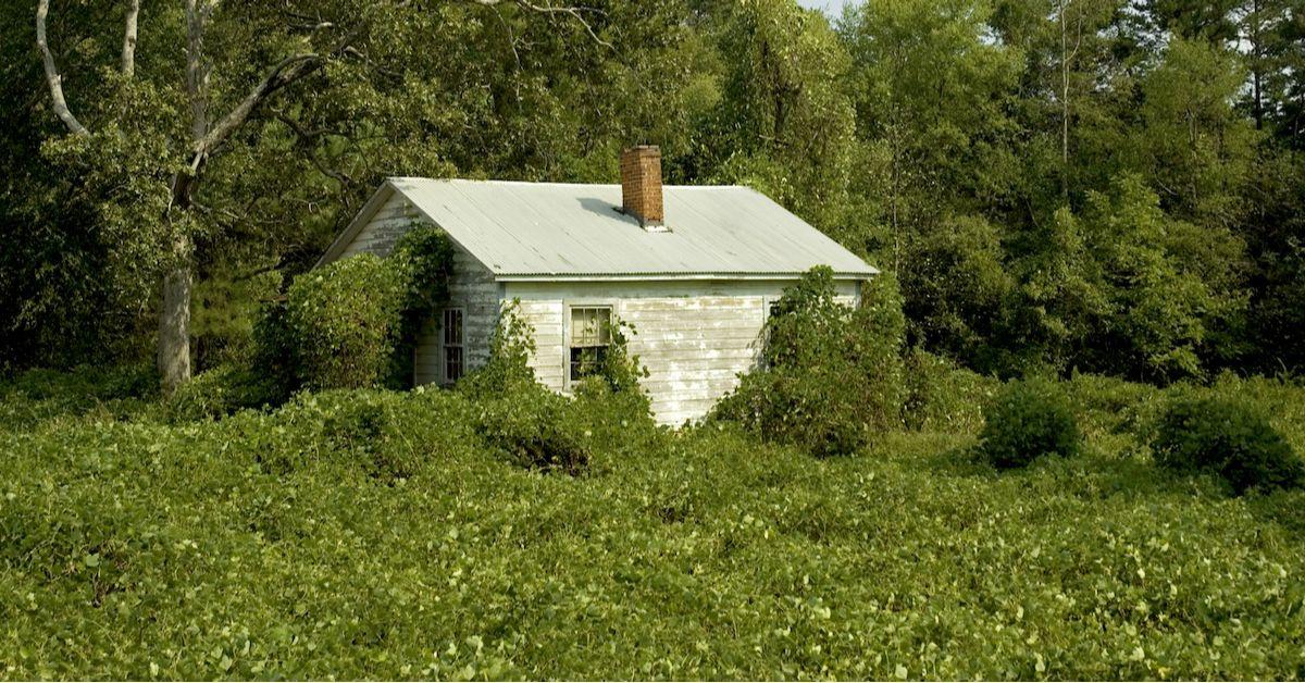 Kudzu Fiji