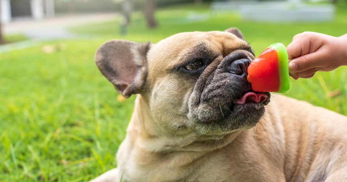 Dog enjoying a fruit popsicle on the lawn