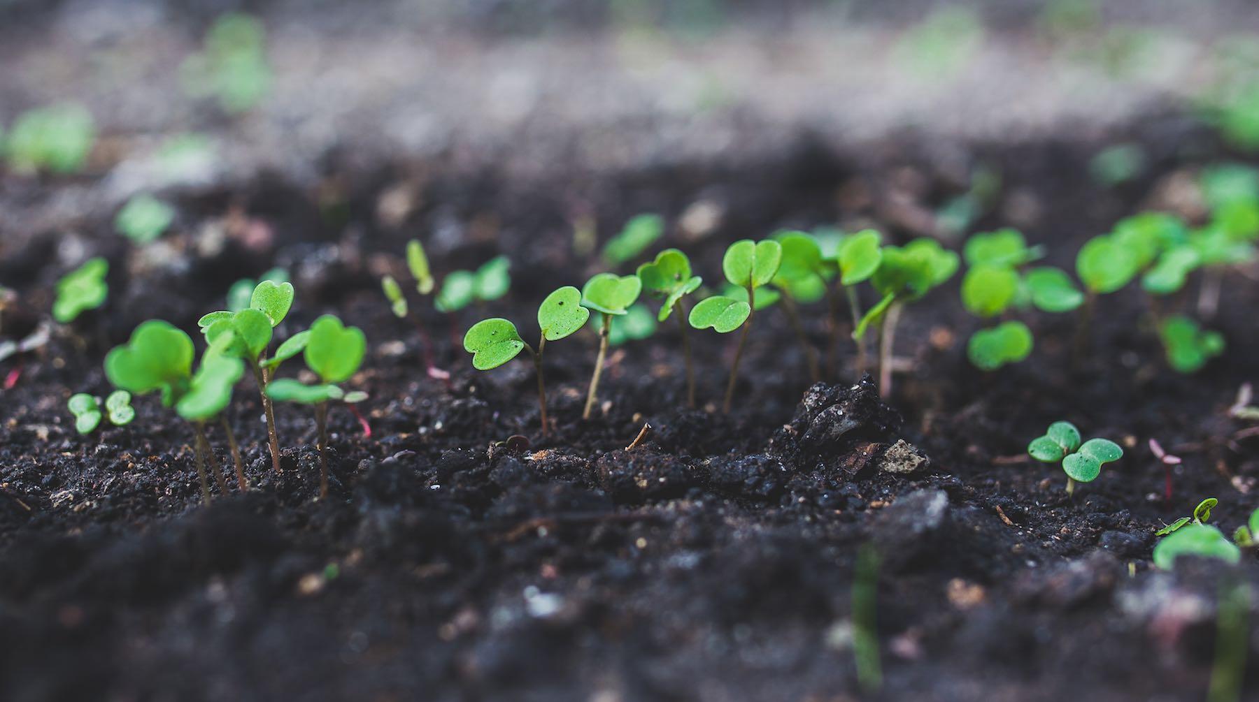 seedlings