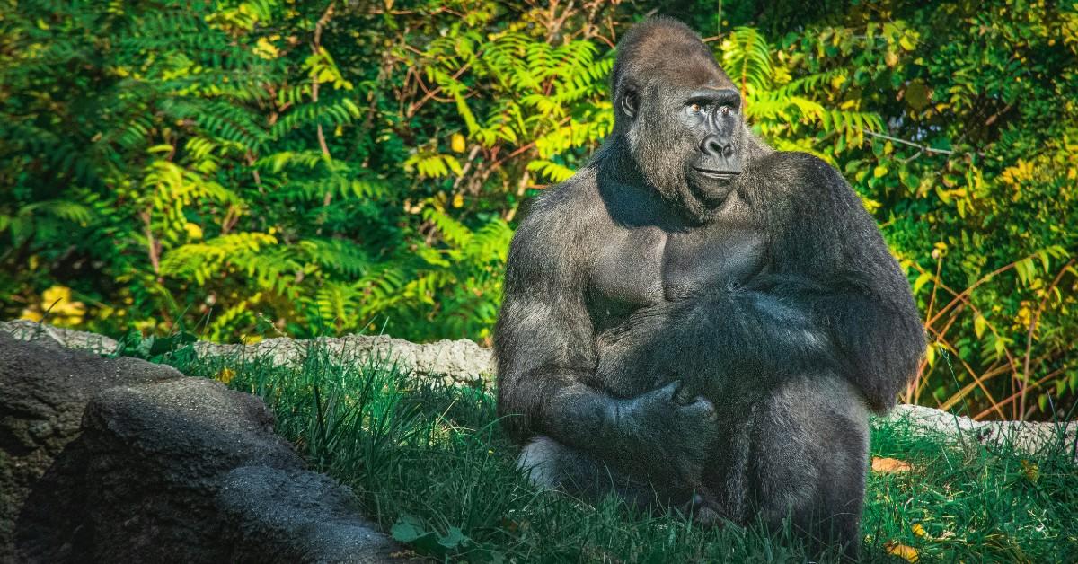 A gorilla looks out into the distance
