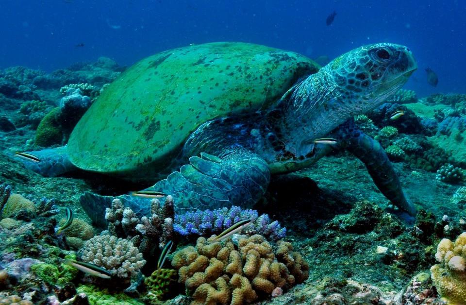 Scientists Create Hybrid Coral To Combat Reef Destruction