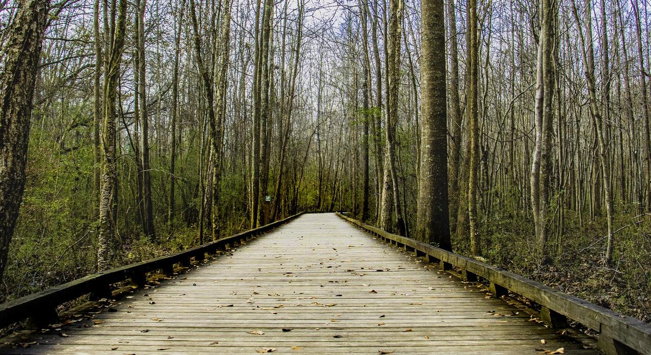 forest park walk trail