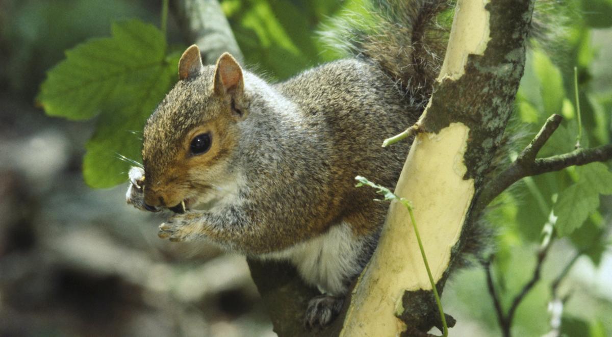 Squirrel in tree