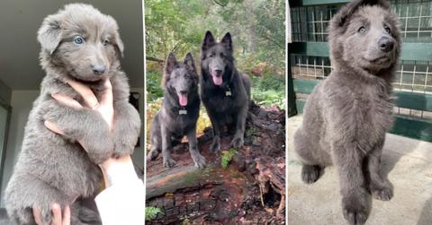 A triptych of: hands holding up a baby blue German Shepherd; two adult blue German Shepherds in the woods; and a young blue German Shepherd in a cage