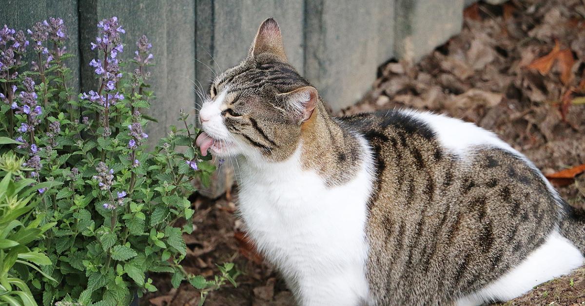 Why Does Catnip Make Cats High?