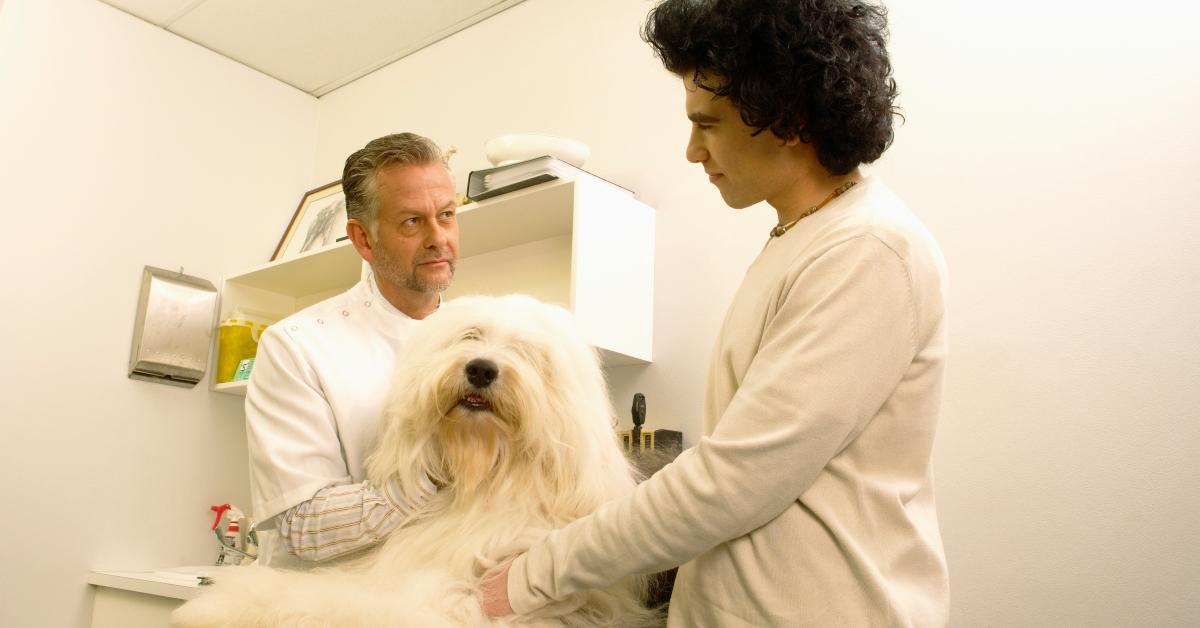 A dog at the vet. 