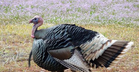 wild turkey _