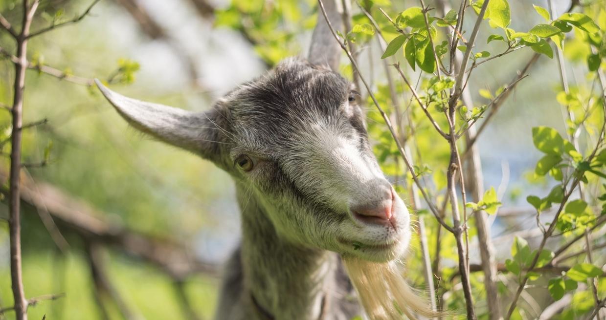 Why Goat Rentals Are An Eco Friendly Business