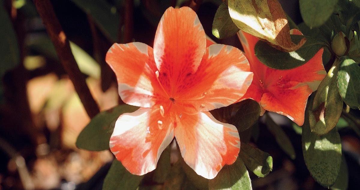 Which Flowers Are Poisonous to Dogs? Pet Owners, Beware