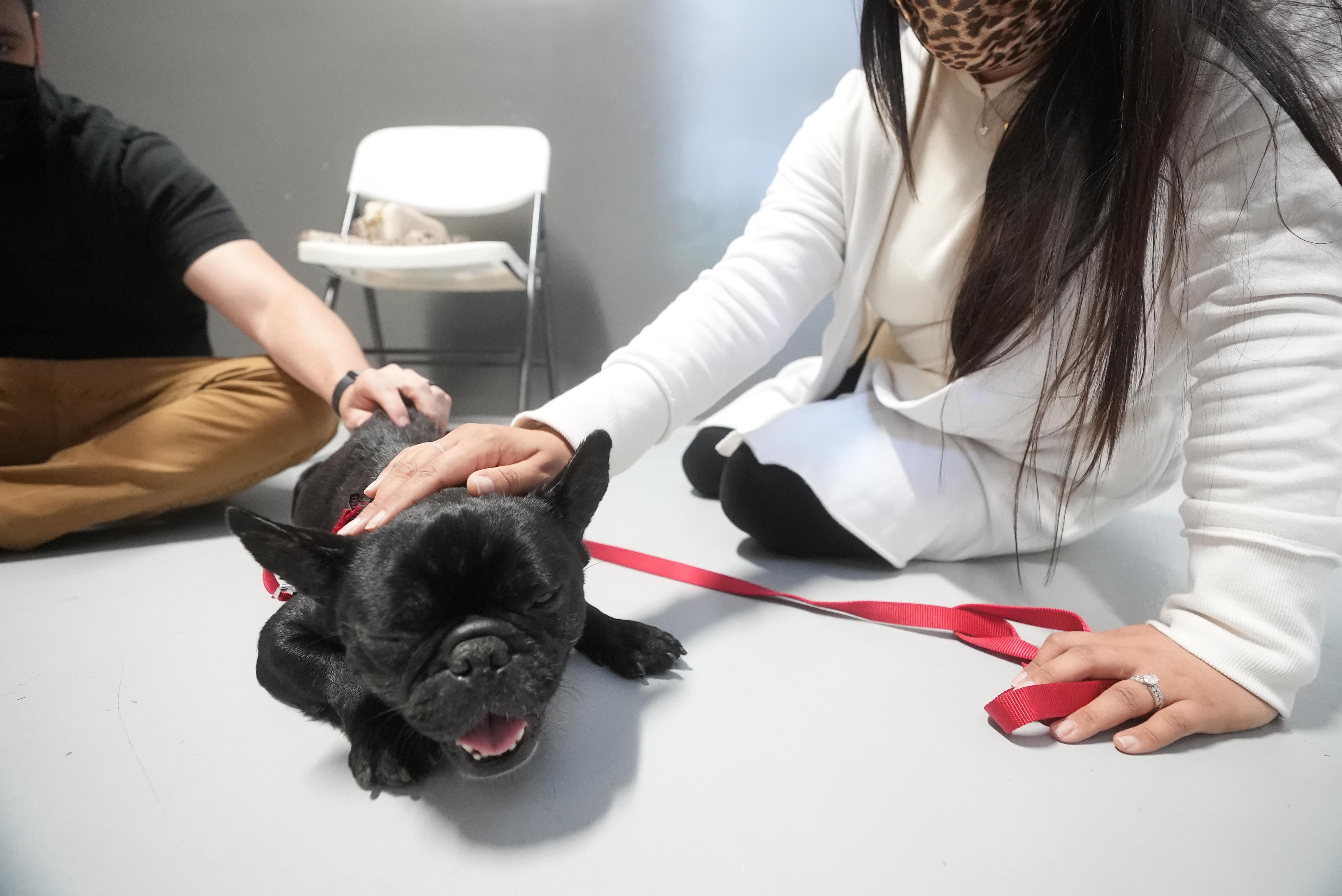 journée nationale du chien de sauvetage