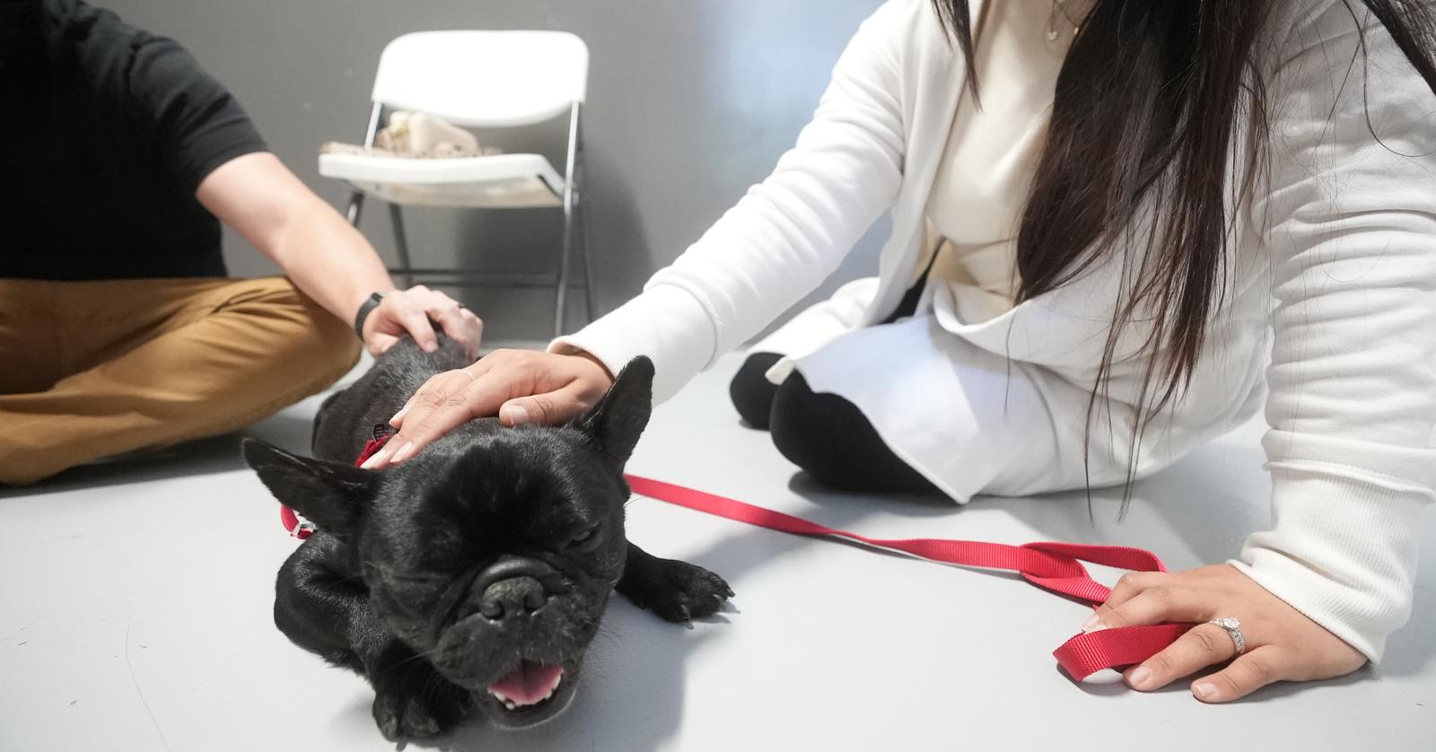 Celebrity Pet Matchmaker Shares Tips for Adopting Your Dream Dog