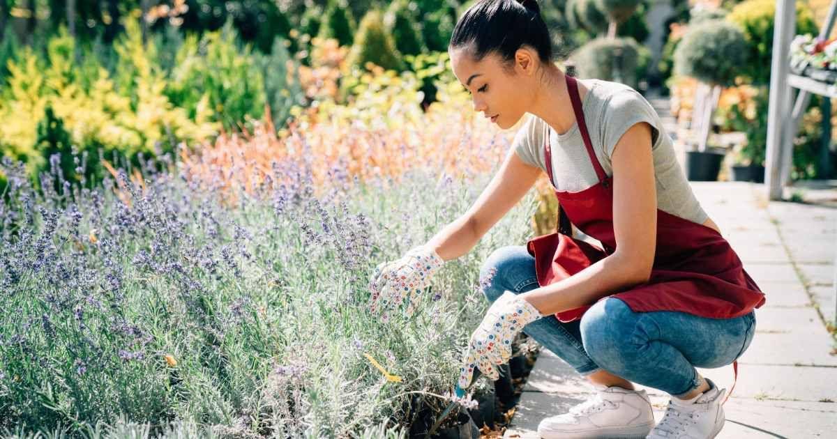 A woman is planting drought-resistant lavender and rosemary plants in her garden. (Representative Cover Image Source: Getty Images | martin-dm)