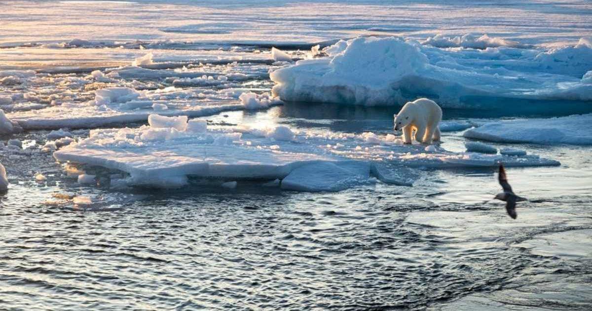 A polar bear standing on a thin ice sheet. (Cover Image Source: Norwegian Polar Institute | Trine Lise Sviggum Helgerud)