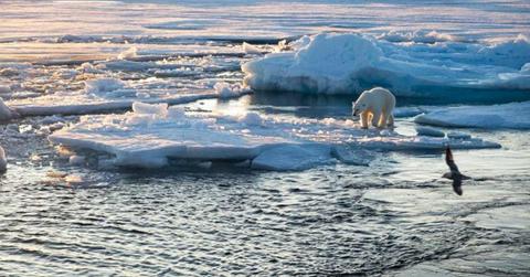 A polar bear standing on a thin ice sheet. (Cover Image Source: Norwegian Polar Institute | Trine Lise Sviggum Helgerud)