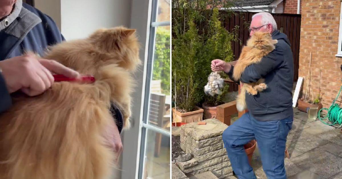 A kind man collects and donates cat fur to local birds to make nests. (Cover Image Source: TikTok | @teddiandcasper)