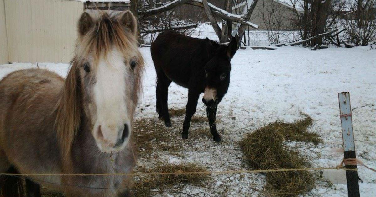 newfoundlandponies