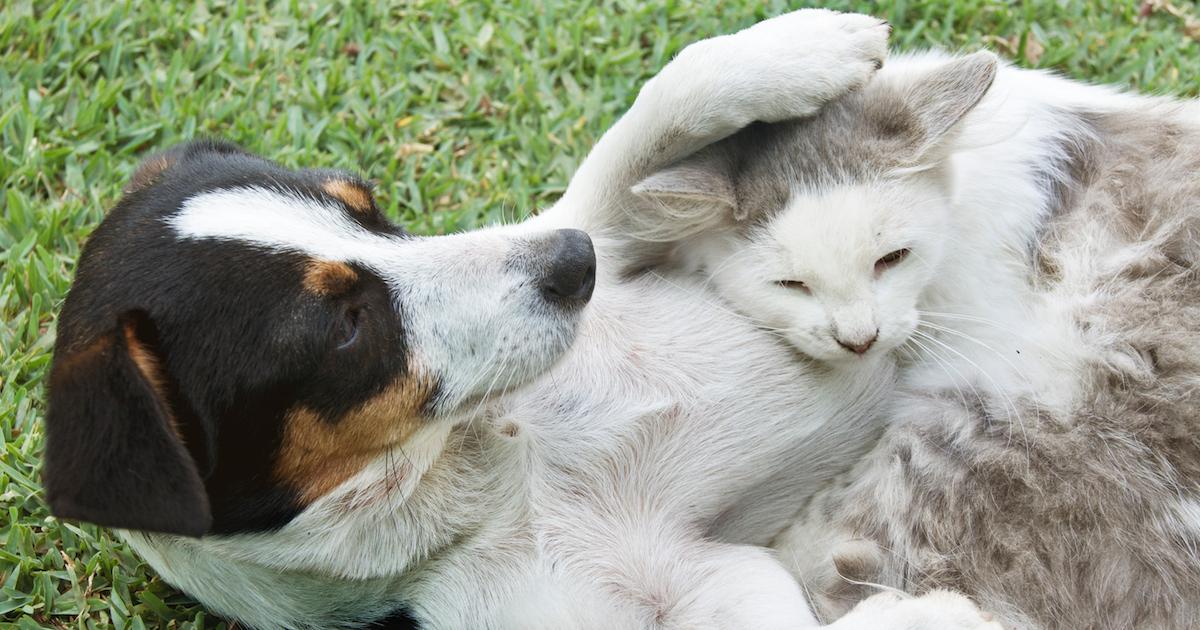 Why does dog eat cat outlet poop out of the litter box