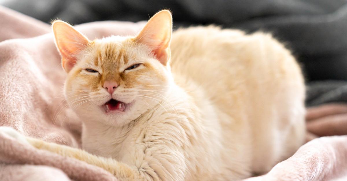 Flame Point Siamese sitting on a muted pink blanket and sneezing