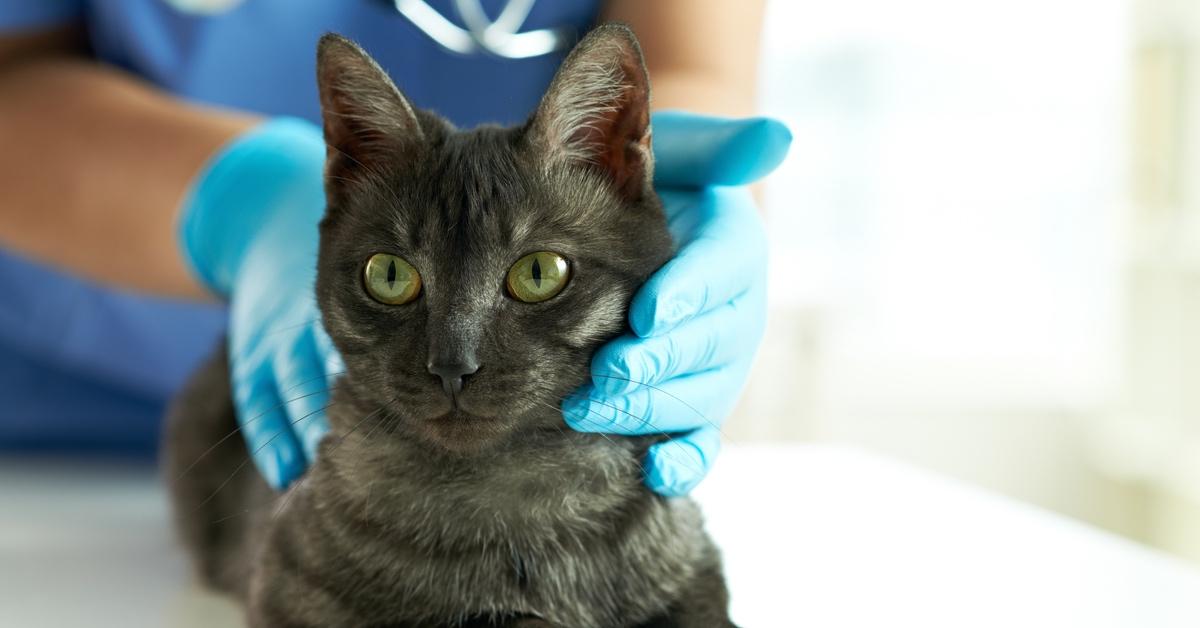 Gray cat with green eyes at the vet's office. 