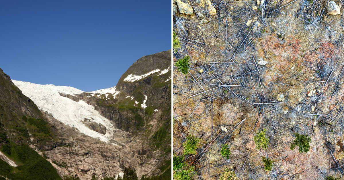 (L) Snow melting away from the pristine Rocky Mountains. (R) Trunks of dead trees in a forest. (Representative Cover Image Source: Pexels | (L) Barnabas Davoti, (R) Tom Fisk)