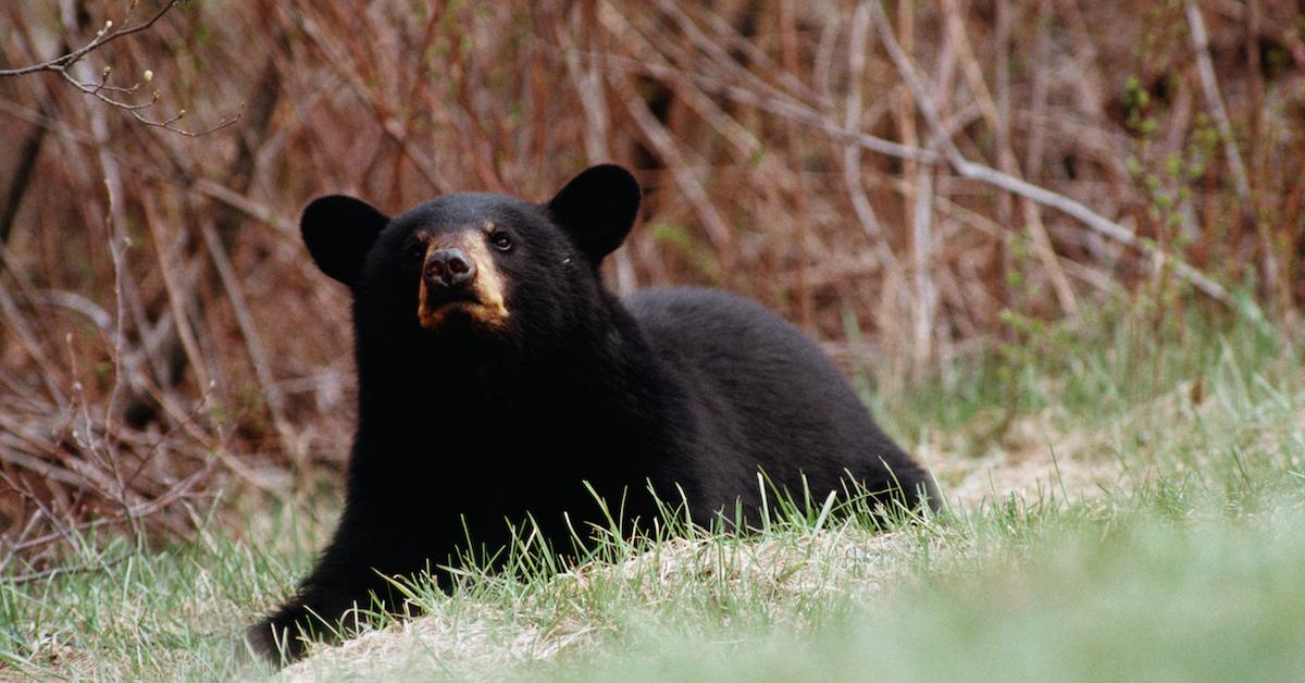 Cocaine Bear